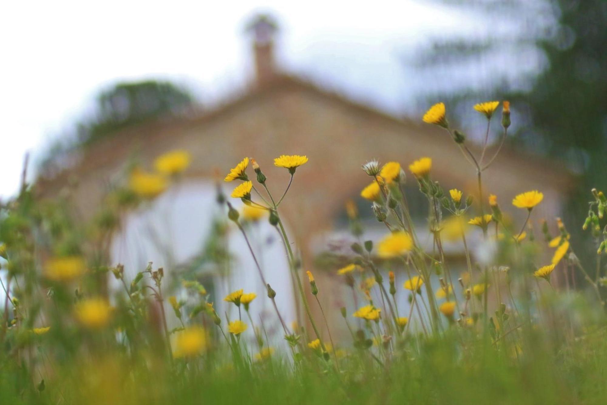 Holiday home Opera D'oro Piegaro (Umbria)
