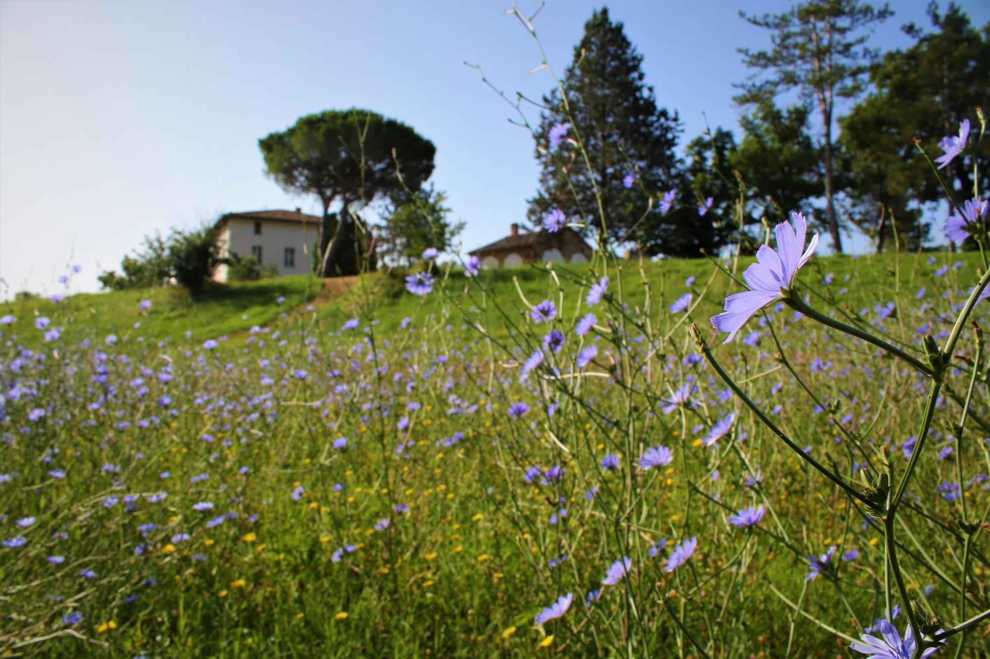 Opera D'oro Piegaro (Umbria)